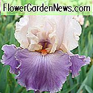 Iris 'Absolute Crush', Iris 'Absolute Crush' ของ Iris, Iris Germanica 'Absolute Crush', ไอริสปลายฟ้า, ไอริสสีขาว, Irises สีขาว, Lavender Irises