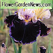 Iris 'Finalist', Iris สุดขีดของ Iris 'Finalist', Iris Germanica 'Finalist', Irises ปลายฤดู, Irises สีขาว, สีม่วง Irises, Iris Bicolor Irises