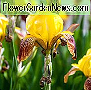 Iris 'Rajah' Iris 'Rajah' ที่มีขนยาว Iris Germanica 'Rajah' Iris 'Rajah Brooke', Irises 'Irises', Iris 'Rajah'