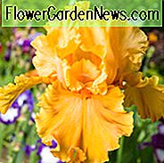 Iris 'Acapulco Gold', Iris 'Acapulco Gold Bearded', Iris Germanica 'Acapulco Gold', ไอริส Irises ต้น, สีเหลือง Irises