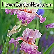 Iris 'Anything Goes', Iris 'Bearded' ทุกอย่าง 'Iris Germanica' Anything Goes ', Irises แรก Irises, สีชมพู Irises, รางวัล Irises, Iris Irises, Lilac Irises, Lavender Irises