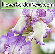 ไอริสฤดูใบไม้ร่วง Tryst, Bearded ม่านตา Tryst ฤดูใบไม้ร่วง Iris Germanica ฤดูใบไม้ร่วง Tryst, iris Reblooming ใหม่ Irises Irises Irises สีม่วง Irises รางวัล