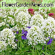 Centranthus ruber 'Albus', Hvid Valerian, Spansk Valerian 'Albus', Spur Valerian 'Albus', Jupiter's Beard 'Albus', Kiss-me-quick 'Albus', Pretty Betsy 'Albus', Fox's Brush 'Albus', tysk lilla 'Albus', Centranthus alba, Valeriana 'Alba', hvide blomster