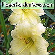 Hemerocallis 'Happy Returns', Daylily 'Happy Returns', Day Lily 'Happy Returns', 'Happy Returns' Daylily, daylilies, Daylily, Day Lilies, Gule blomster, Gul dagslilje, Gul dagsløg, Hemerocallidaceae, flerårig plante