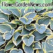 Hosta First Frost, Flot Plantain Lily, Plantain Lily 'First Frost', Shade stauder, Planter til skygge
