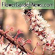 Baneberry 'James Compton', Bugbane 'James Compton', Cimicifuga Ramosa 'James Compton', Cimicifuga Simplex (Atropurpurea Group) 'James Compton', Cohosh 'James Compton'