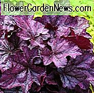 Heuchera 'Plum Royale', Coral Bells 'Plum Royale', Alumrot 'Plum Royale', Coral Flower 'Plum Royale', Skyggeplanter, Evergreen planter, Lilla Heuchera