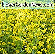 Euphorbia Amygdaloides var. Robbiae, Wood Spurge, Mrs Robb's Bonnet, Euphorbia Robbiae, Gule blomster, Tolerance tolerant staude, Deer resistente flerårige, kaninbestandige flerårige, Robb's Spurge
