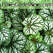 Heuchera 'Green Spice', Coral Bells 'Green Spice', Alum Root 'Grøn Spice', Heuchera Americana 'Green Spice', Shade planter, Evergreen planter