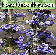 Ajuga Reptans 'Catlin's Giant', Bugle 'Catlin's Giant', Tæppebugle 'Catlin's Giant', Ajuga reptans 'Macrophylla', Ajuga 'Catlins Giant', Bugleweed 'Catlin's Giant', Tæppefod 'Catlin's Giant'