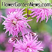 Lychnis Flos-Cuculi 'Petite Jenny', Ragged Robin 'Petite Jenny', Lyserøde Blomster, Double Ragged Robin