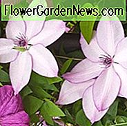 Clematis