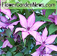 Clematis