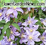 Clematis