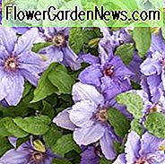 Clematis 'Parisienne', ankstyvoji didžiulė gėlė Clematis 'Parisienne', 2 grupė Clematis, aromatiniai Clematis, violetinės Clematis, Clematis Vine, Clematis augalas, gėlių vynmedžiai, Clematis gėlių, Clematis genėjimas