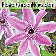 Clematis