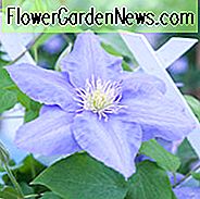 Clematis 'Cezanne', ankstyvoji didžiulė gėlė Clematis 'Cezanne', 2 grupė Clematis, aromatiniai Clematis, mėlynos gumbavaisės, Clematis Vine, Clematis augalas, gėlių vynmedžiai, Clematis gėlė, Clematis genėjimas