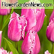 Tulipa 'Fransenfamilie', Tulpe 'Fransenfamilie', Fransen Tulpe 'Fransenfamilie', Fransentulpen, Frühlings-Birnen, Frühlings-Blumen, rosa Tulpen, Tulpen Dentelle
