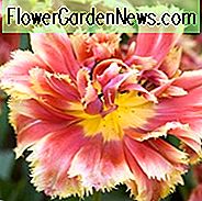 Tulipa 'Goldstaub', Tulpe 'Goldstaub', gefranste Tulpe 'Goldstaub', Fransentulpen, Frühlingszwiebeln, Frühlingsblumen, Doppeltulpen, Orangetulpen, Tulpe Dentelle