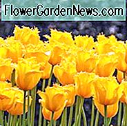 Tulipa Hamilton, Tulpe 'Hamilton', gefranste Tulpe 'Hamilton', gefranste Tulpen, Frühlingszwiebeln, Frühlingsblumen, Tulipe Hamilton, gelbe Tulpen, Tulpen Dentelles