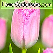 Tulipa 'Santander', Tulpe 'Santander', gefranste Tulpe 'Santander', Fransentulpen, Frühlings-Birnen, Frühlings-Blumen, rosa Tulpen, Tulpen Dentelle