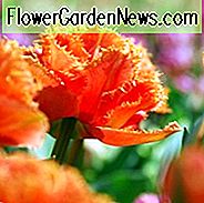 Tulipa 'Sensual Touch', Tulpe 'Sensual Touch', Gefranste Tulpe 'Sensual Touch', Fransentulpen, Frühlingszwiebeln, Frühlingsblumen, Doppeltulpen, Orangetulpen, Tulpen Dentelle