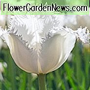 Tulipa Swan Wings, Tulpe 'Swan Wings', gefranste Tulpe 'Swan Wings', gefranste Tulpen, Frühlingszwiebeln, Frühlingsblumen, Tulipe Swan Wings, weiße Tulpen, Tulipes Dentelle
