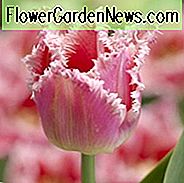 Tulipa 'Bell Song', Tulpe 'Bell Song', gefranste Tulpe 'Bell Song', gefranste Tulpen, Frühlingszwiebeln, Frühlingsblumen, rosa Tulpen, Tulpen Dentelle