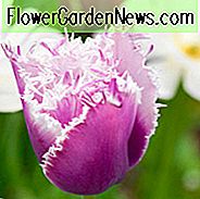 Tulipa 'Cummins', Tulpe 'Cummins', gefranste Tulpe 'Cummins', gefranste Tulpen, Frühlings-Birnen, Frühlings-Blumen, rosa Tulpen, Tulpen Dentelle