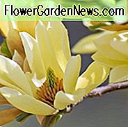 Magnolie 'Schmetterlinge', Schmetterlinge Magnolie, gelbe Magnolie, Winterblumen, Frühlingsblumen, gelbe Blumen, duftende Bäume, duftende Blumen