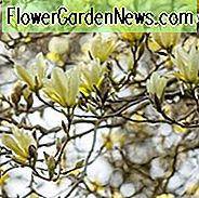 Magnolie 'Elizabeth', Elizabeth Magnolia, gelbe Magnolie, Winterblumen, Frühlingsblumen, gelbe Blumen, duftende Bäume, duftende Blumen