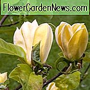 Magnolie Hot Flash, Hot Flash Magnolie, Gelbe Magnolie, Winterblumen, Frühlingsblumen, Gelbe Blumen, duftende Bäume, duftende Blumen