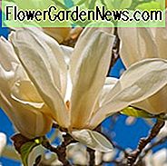 Magnolie 'Elfenbeinkelch', frühblühende Magnolien, sommergrüne Magnolien, weiße Magnolien, Winterblumen, Frühlingsblumen, weiße Blüten, duftende Bäume, duftende Blüten