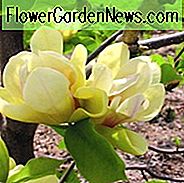 Magnolia Sunsation, Sunsation Magnolie, gelbe Magnolie, Winterblumen, Frühlingsblumen, gelbe Blumen, duftende Bäume, duftende Blumen