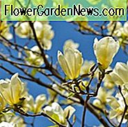 Magnolie 'Yellow Bird', Yellow Bird Magnolia, Gelbe Magnolie, Winterblumen, Frühlingsblumen, gelbe Blüten, duftende Bäume, duftende Blumen, Magnolie × brooklynensis 'Yellow Bird'