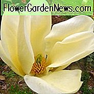 Magnolia Denudata 'Gelber Fluss', Yulan Magnolie 'Gelber Fluss', Lilienbaum 'Gelber Fluss', Lilie 'Gelber Fluss', Untertasse Magnolie 'Gelber Fluss', Gelbe Magnolie, Winterblumen, Frühlingsblumen, Gelbe Blumen, duftende Bäume, duftend Blumen