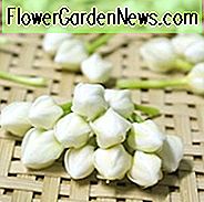 gardenia, gėlės, gardenias, bendroji gardija, gardenia ziedai, gardenia gėlės, gardenia ligos, Gardenia problemos, Gardenia Bud nusileidimas