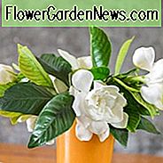 gardenia, gėlės, gardenias, bendroji gardija, gardenia ziedai, gardenia gėlės, Gardenia ligos, gardenia problemas, Gardenia ne žydėti, gardenia ne žydintis
