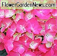 Hortensie Macrophylla 'Pia', Großblättrige Hortensie 'Pia', Mophead Hortensie 'Pia', Hortensia 'Pia', Hortensie macrophylla 'Piamina Winning Edge', Hydrangea macrophylla 'Winning Edge', Hortensie macrophylla 'Pink Elf', Rosa Hortensie, Rote Hortensie, Zwerghortensie