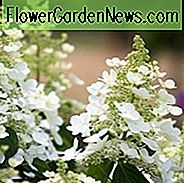 Hortensie Paniculata 'Tardiva', Hortensie 'Tardiva', Tardiva Hortensie, weiße Blumen, weiße Hortensie