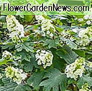Hortensie Quercifolia 'Snow Queen', Oakleaf Hortensie 'Snow Queen', Hortensie Quercifolia 'Flemygea', weiße Blüten, weiße Hortensie