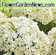 Hortensie Arborescens Annabelle, glatte Hortensie 'Annabelle', Hortensie 'Annabelle', Hortensie Incrediball, Hortensie Grandiflora, weiße Hortensie, beste Hortensien