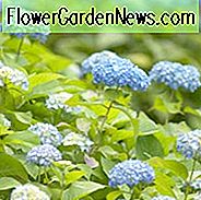 Hortensie macrophylla, BigLeaf Hortensie, Hortensia, Mophead Hortensie, Lacecap Hortensie, Französisch Hortensie