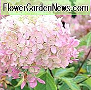 Hortensie paniculata, Rispenhortensie, Hortensie Limelight, Hortensie Tradiva, PeeGee Hortensie, Hortensie Grandilora