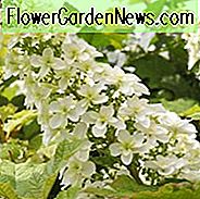 Hortensie Quercifolia, Oakleaf Hortensie, Hortensie Schneeflocken, Hortensie Snow Queen, Hortensie Flemygea