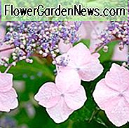 Hydrangea serrata, BigLeaf Hortensie, Berghortensie, Mophead Hortensie, Lacecap Hydrangea, Französisch Hortensie