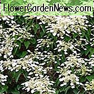 Hortensie anomala subsp. petiolaris, Kletterhortensie, Hortensie petiolaris, Hortensie scandens Maxim., weiße Hortensie, weiße Blüten