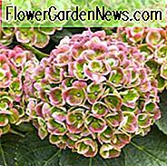 Hydrangea Macrophylla 'Amethyst', Großblättrige Hortensie 'Amethyst', Mophead Hydrangea 'Amethyst', Hortensia 'Amethyst', Hortensie macrophylla 'Magischer Amethyst', Hortensie macrophylla 'Hokomaathyst', Ewige Serie