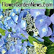 Hydrangea Macrophylla 'Blaumeise', Großblättrige Hortensie 'Altona', Großblättrige Hortensie 'Blaumeise', französische Hortensie 'Blaumeise', Hydrangea 'Blaumeise', Hydrangea macrophylla BLAUER HIMMEL, Hortensie macrophylla BLAUER TIT, Hortensie macrophylla 'Blauer Himmel Teller', Hortensie macrophylla Teller Blau, Hortensie macrophylla 'Teller Blau', Hortensie 'Teller Blau', Blau Hortensie,