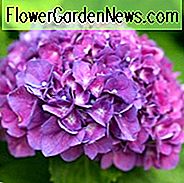 Hydrangea Macrophylla 'Merritts Supreme', Großblättrige Hortensie 'Merritts Supreme', Mophead Hortensie 'Merritts Supreme', Hortensia 'Merritts Supreme'